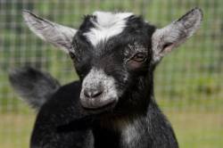 Goats Milk Soap